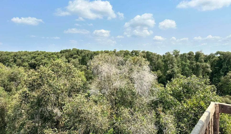 <i>Vườn quốc gia Tràm Chim nhìn từ trên cao - Ảnh: Bùi Nguyên</i>