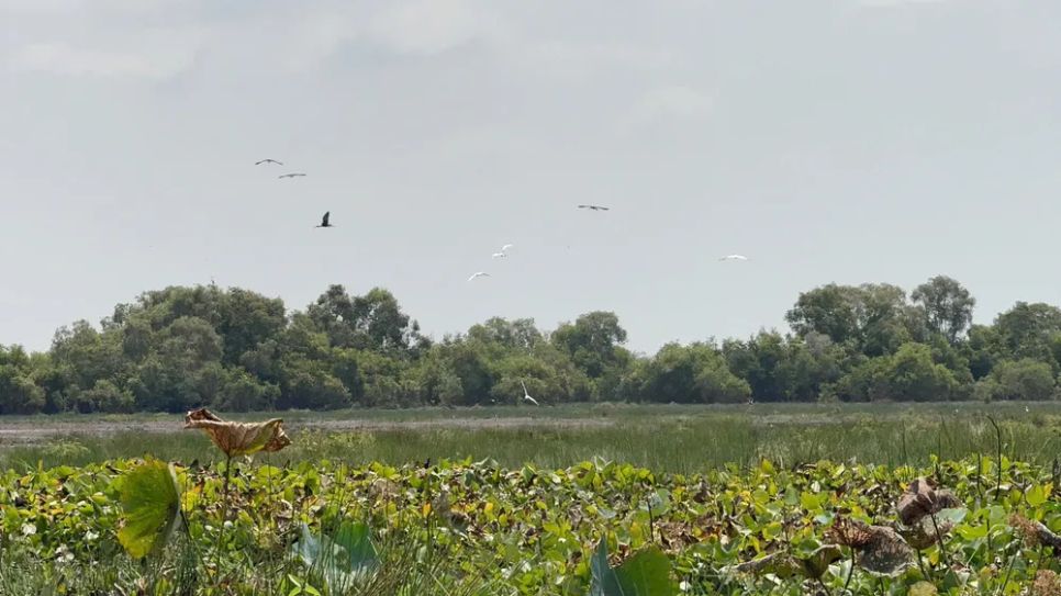 <i>Vườn quốc gia Tràm Chim nơi trú ngụ hàng nghìn loài chim quý - Ảnh: Bùi Nguyên</i>