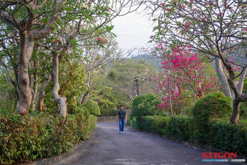 Đường dẫn lên di tích lầu Bảo Đại hai bên nhiều cây xanh, tạo cảnh quan rực rỡ