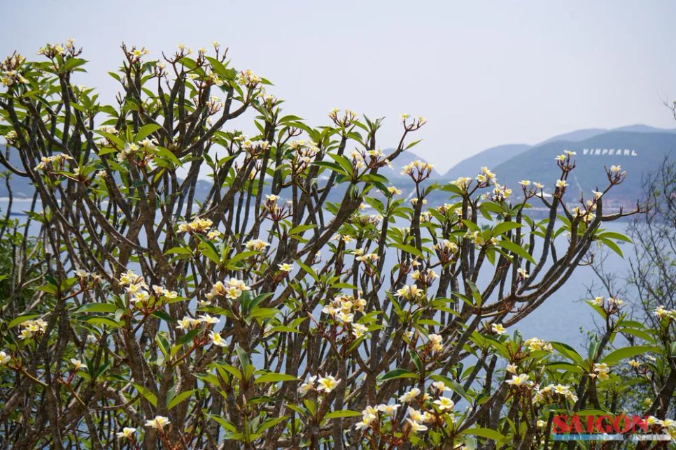 Hoa sứ bung nở bên ngoài cửa sổ biệt thự Nghinh Phong