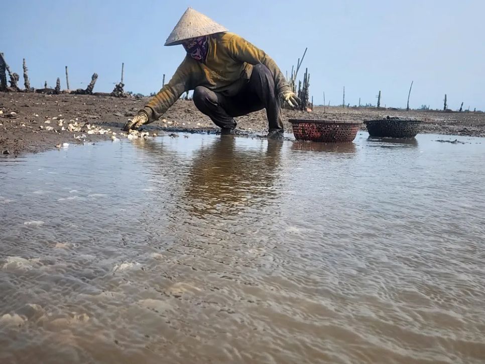 Hà Tĩnh: Nghêu chết nổi trắng bãi triều