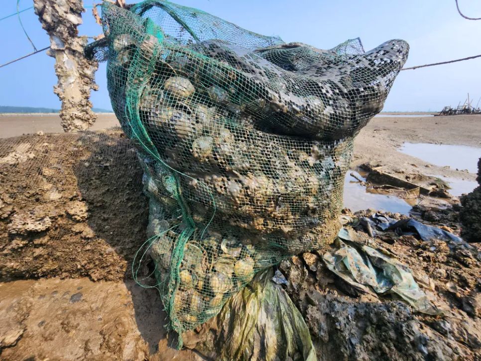 Hà Tĩnh: Nghêu chết nổi trắng bãi triều