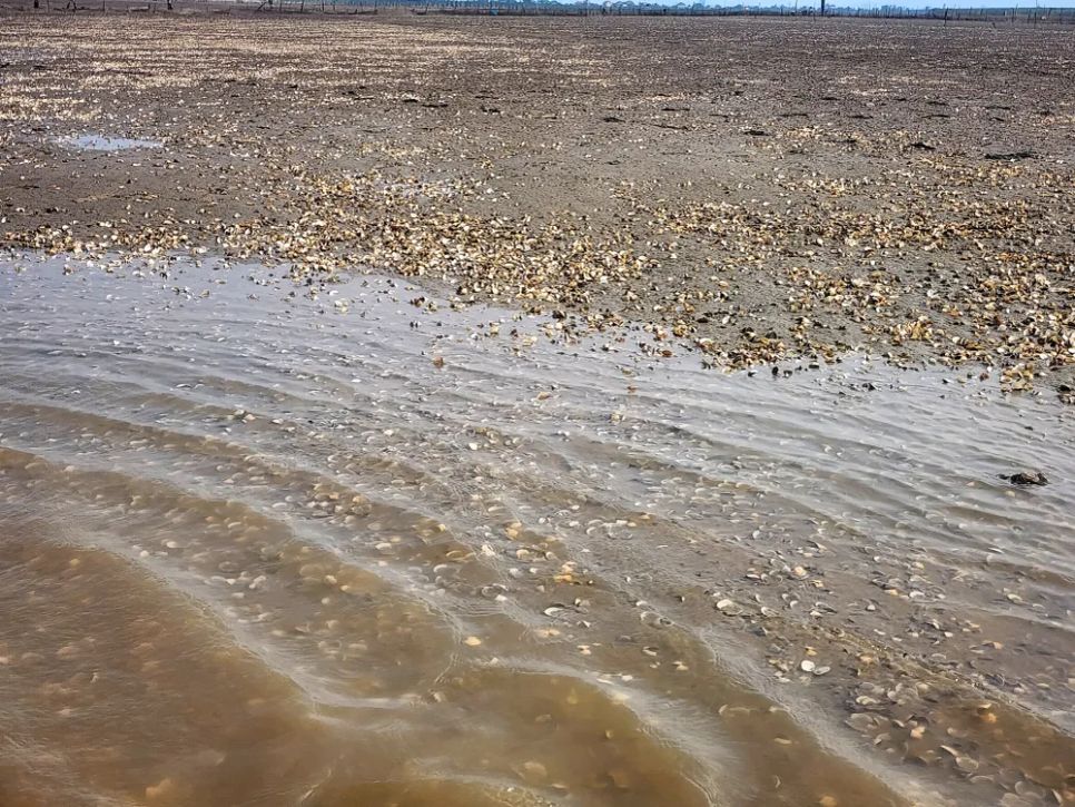 Hà Tĩnh: Nghêu chết nổi trắng bãi triều