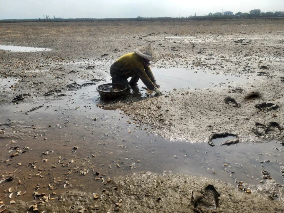 Hà Tĩnh: Nghêu chết nổi trắng bãi triều