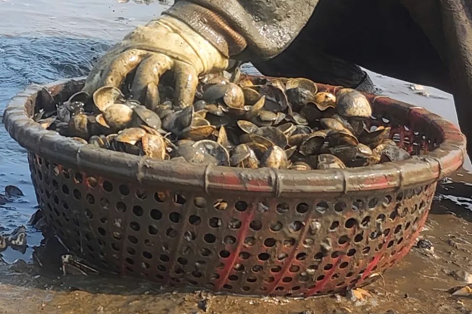 Hà Tĩnh: Nghêu chết nổi trắng bãi triều