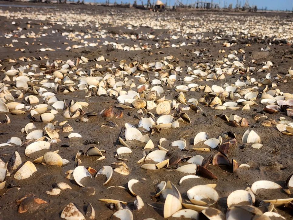 Hà Tĩnh: Nghêu chết nổi trắng bãi triều