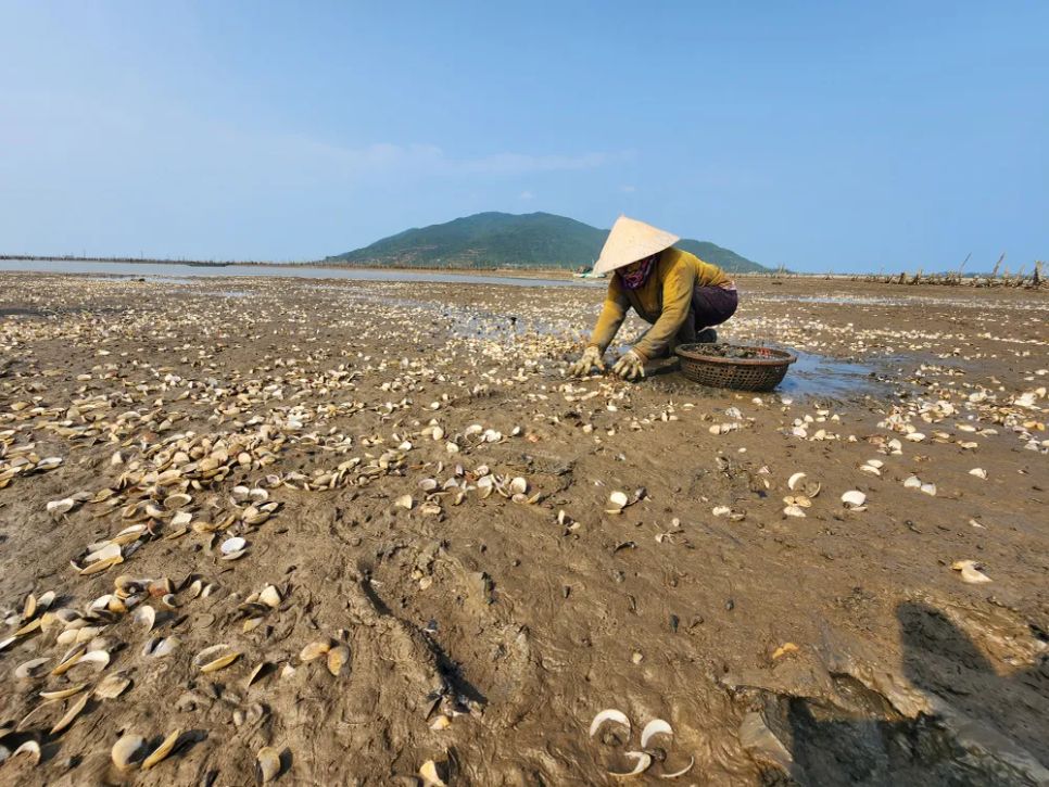 Hà Tĩnh: Nghêu chết nổi trắng bãi triều