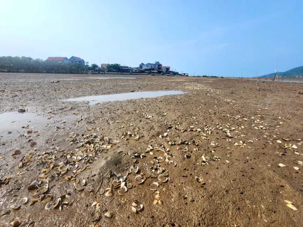 Hà Tĩnh: Nghêu chết nổi trắng bãi triều