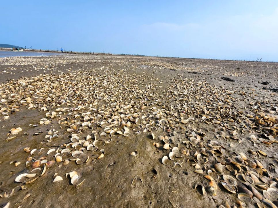 Hà Tĩnh: Nghêu chết nổi trắng bãi triều