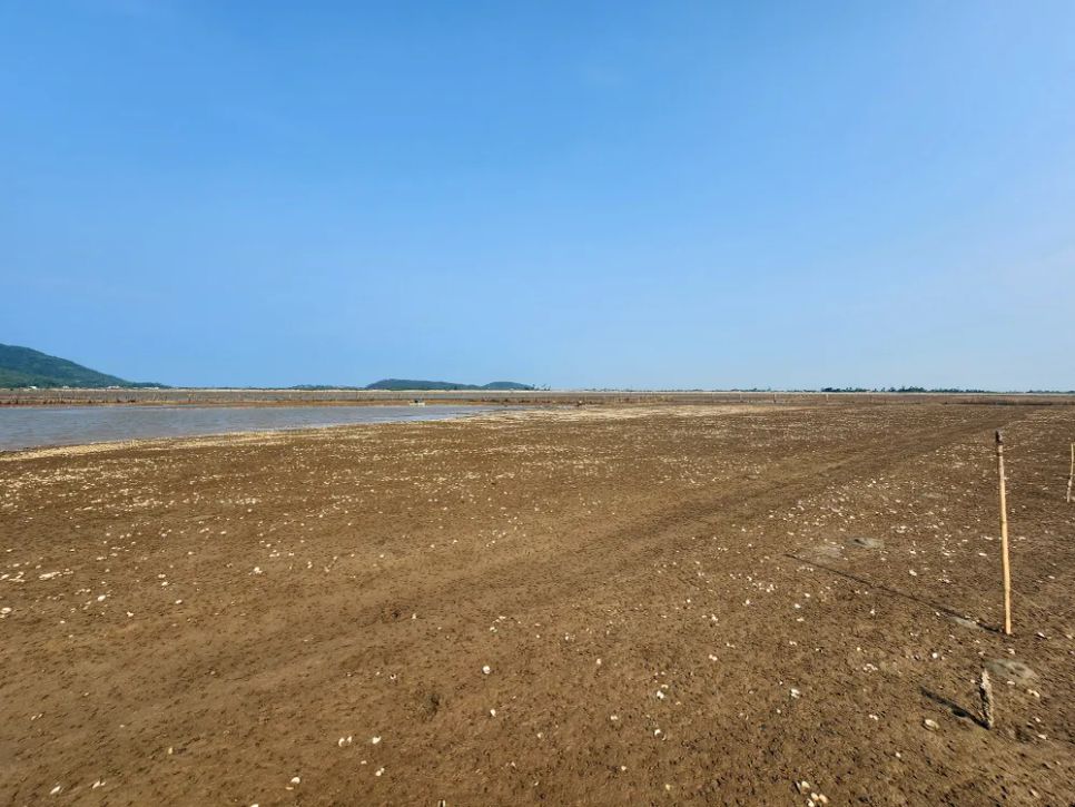 Hà Tĩnh: Nghêu chết nổi trắng bãi triều