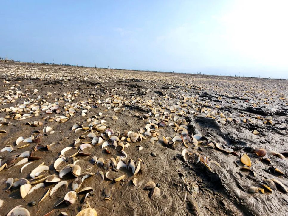 Hà Tĩnh: Nghêu chết nổi trắng bãi triều