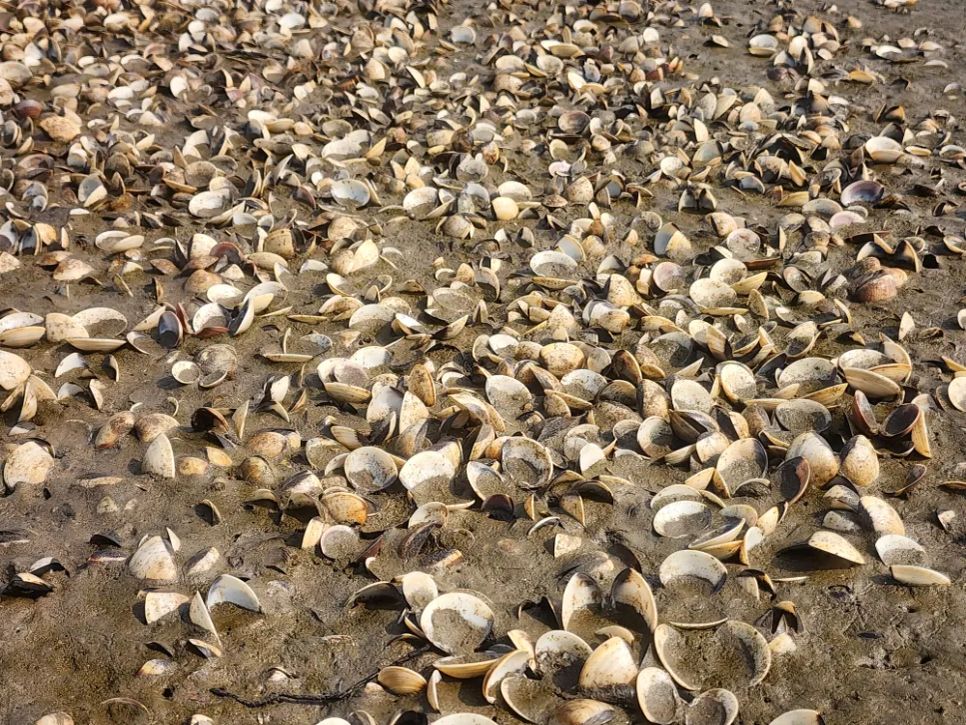 Hà Tĩnh: Nghêu chết nổi trắng bãi triều