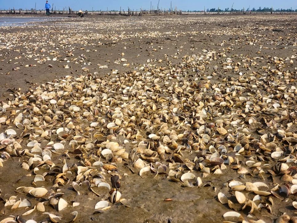 Hà Tĩnh: Nghêu chết nổi trắng bãi triều