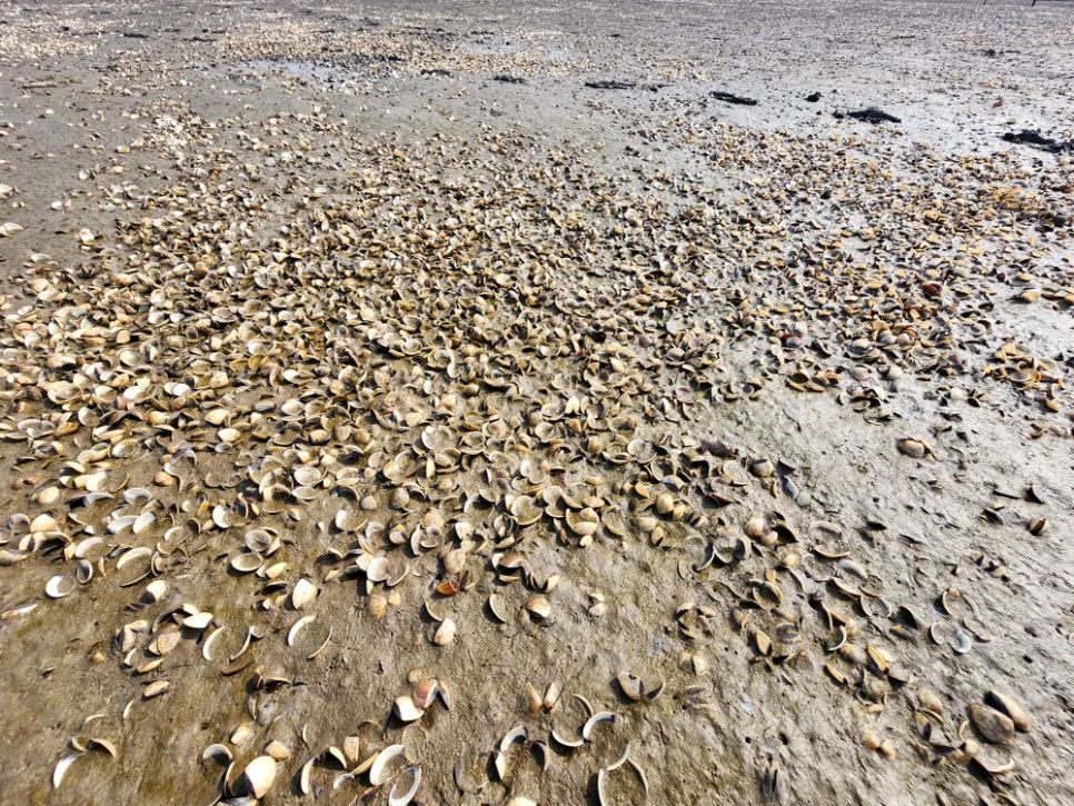 Hà Tĩnh: Nghêu chết nổi trắng bãi triều