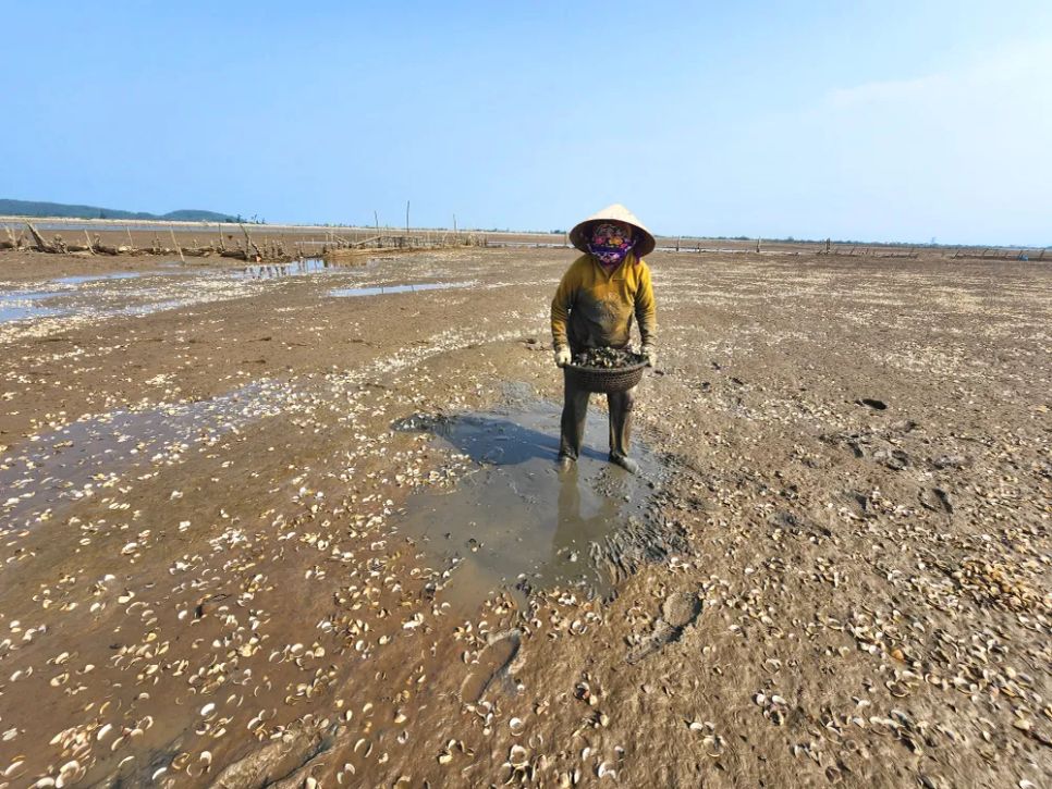 Người dân ở xã Mai Phụ vừa thiệt hại do nghêu chết, vừa tốn công sức thu gom vỏ nghêu đổ bỏ