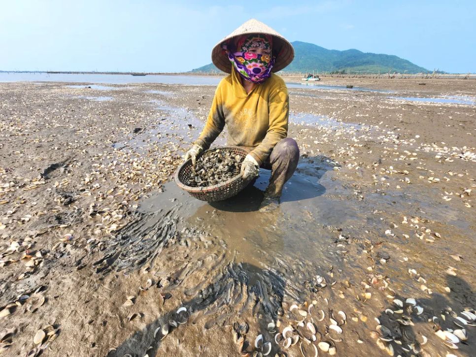 Người dân xã Mai Phụ bị thiệt hại nặng do nghêu nuôi chết hàng loạt
