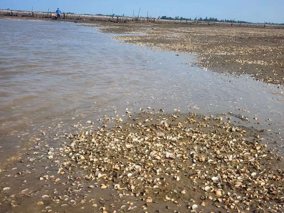 Vỏ nghêu chết nổi trắng bãi nuôi ở thôn Mai Lâm