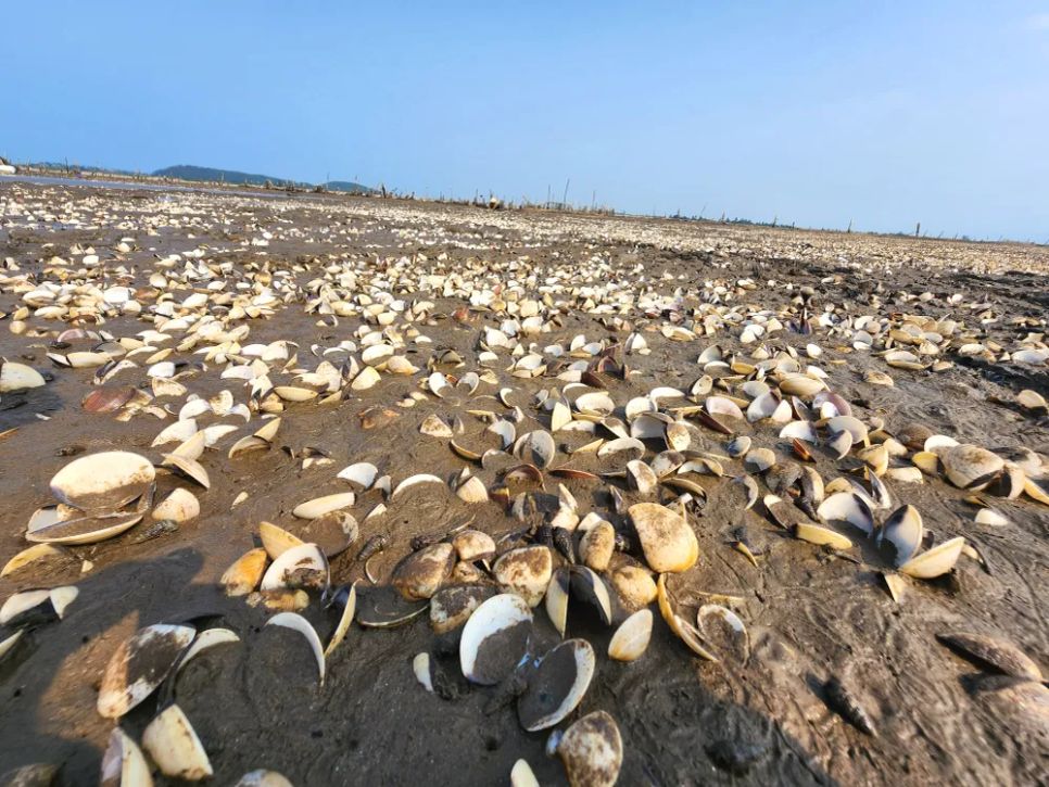 Vỏ nghêu nuôi chết nổi dày đặc bãi triều ở thôn Mai Lâm