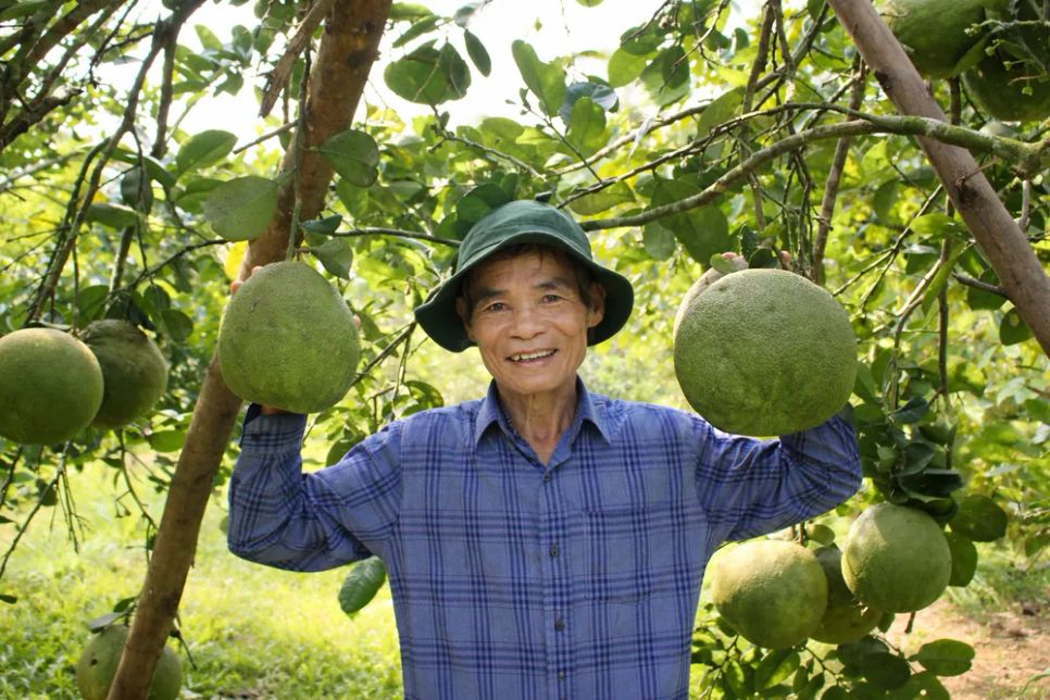 Cựu chiến binh Nguyễn Văn Nam với vườn cây ăn trái đang vào vụ thu hoạch. Ảnh: NGUYỄN TRANG