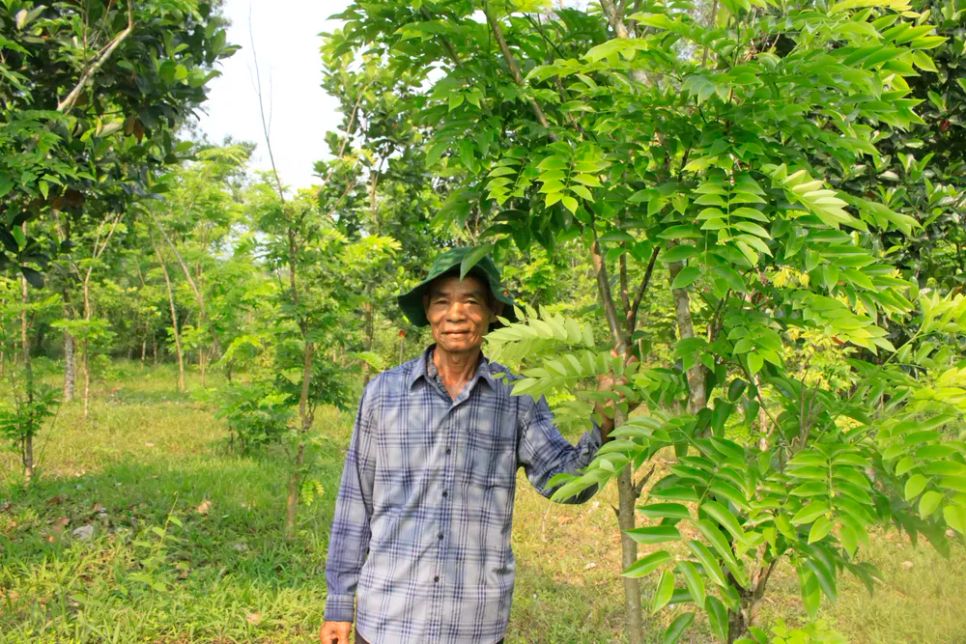 Hơn 1.700 cây sưa đỏ 5 năm tuổi được ông Năm trồng. Ảnh: NGUYỄN TRANG