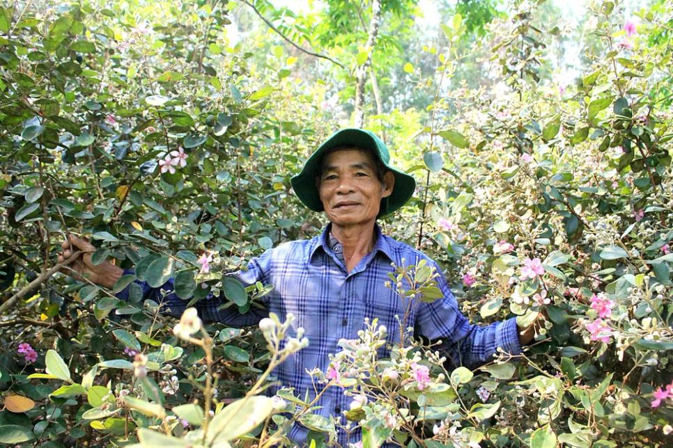 Những cây sim cao trên 2m, rực rỡ giữa khu vườn. Ảnh: NGUYỄN TRANG