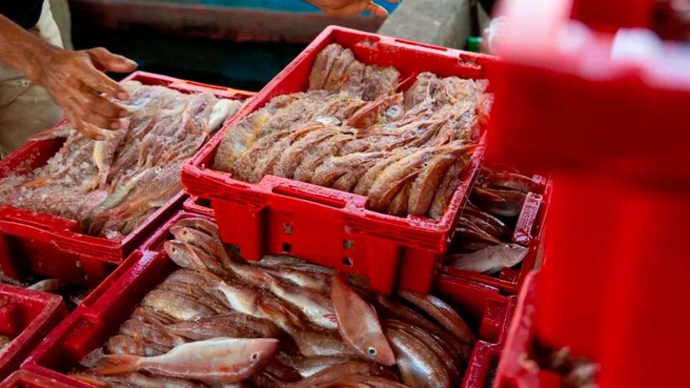 <i>Những sọt chứa đầy ắp cá tươi</i>. <i>Ảnh: Trí Trần</i>