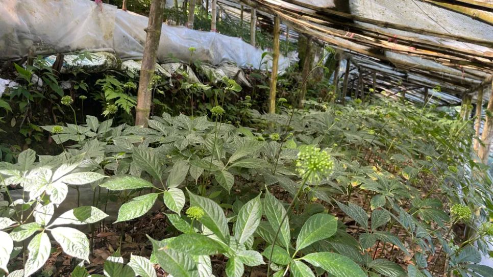 Vườn sâm dưới tán rừng Ngọc Linh ở độ cao gần 2.000m