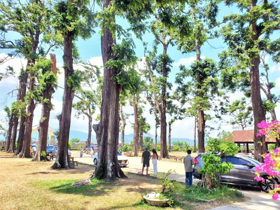 Khuôn viên nhà thờ Làng Sông có trồng nhiều hàng cây sao cổ thụ cả trăm năm tuổi