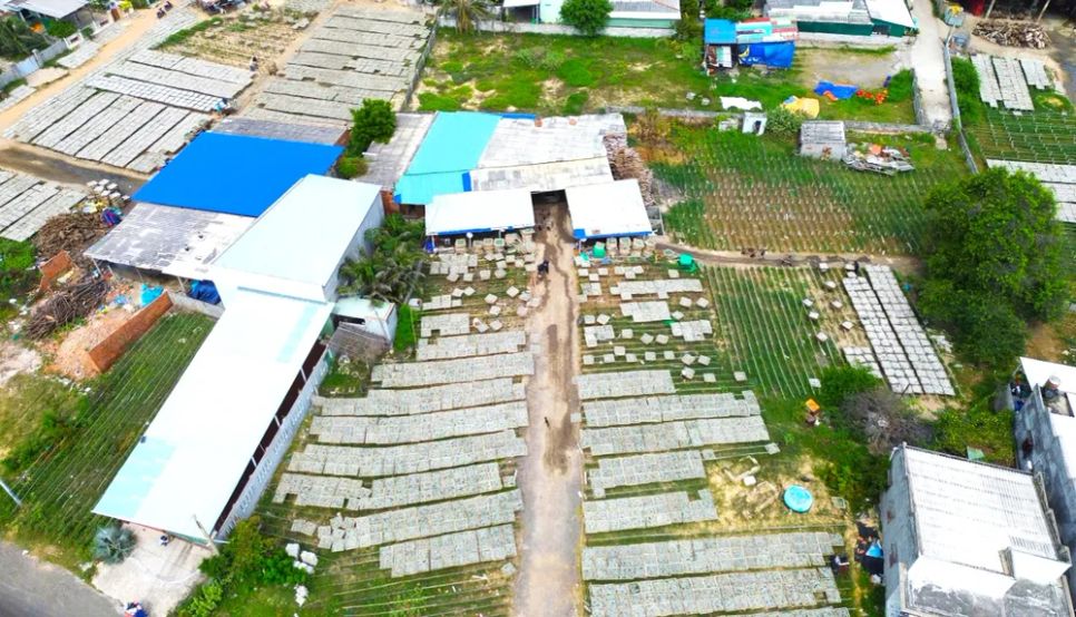 Cá cơm được phơi nắng ở làng chài Mũi Né. Ảnh: TIẾN THẮNG