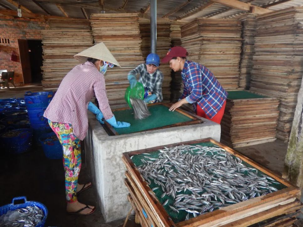 Cá cơm được sơ chế trước khi đưa vào lò hấp. Ảnh: TIẾN THẮNG
