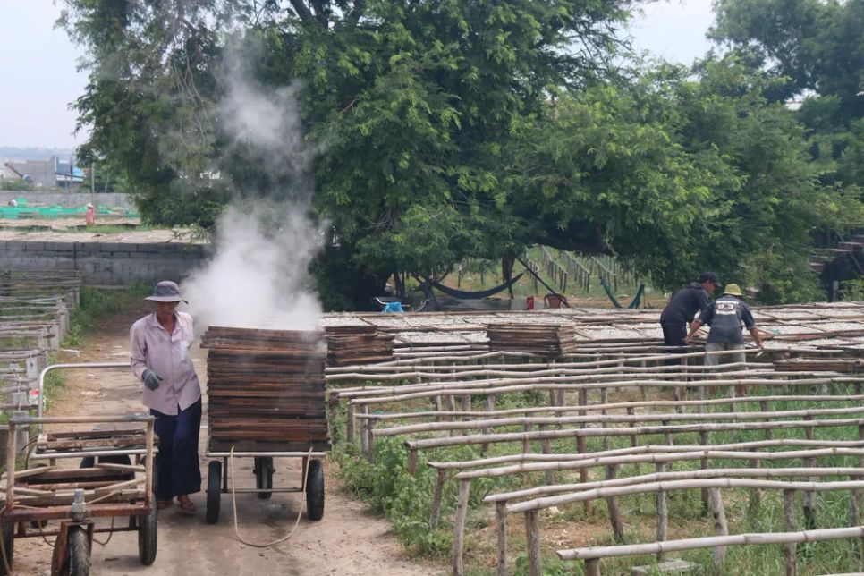 Những người đàn ông đưa những mẻ cá cơm hấp ra sân phơi. Ảnh: TIẾN THẮNG