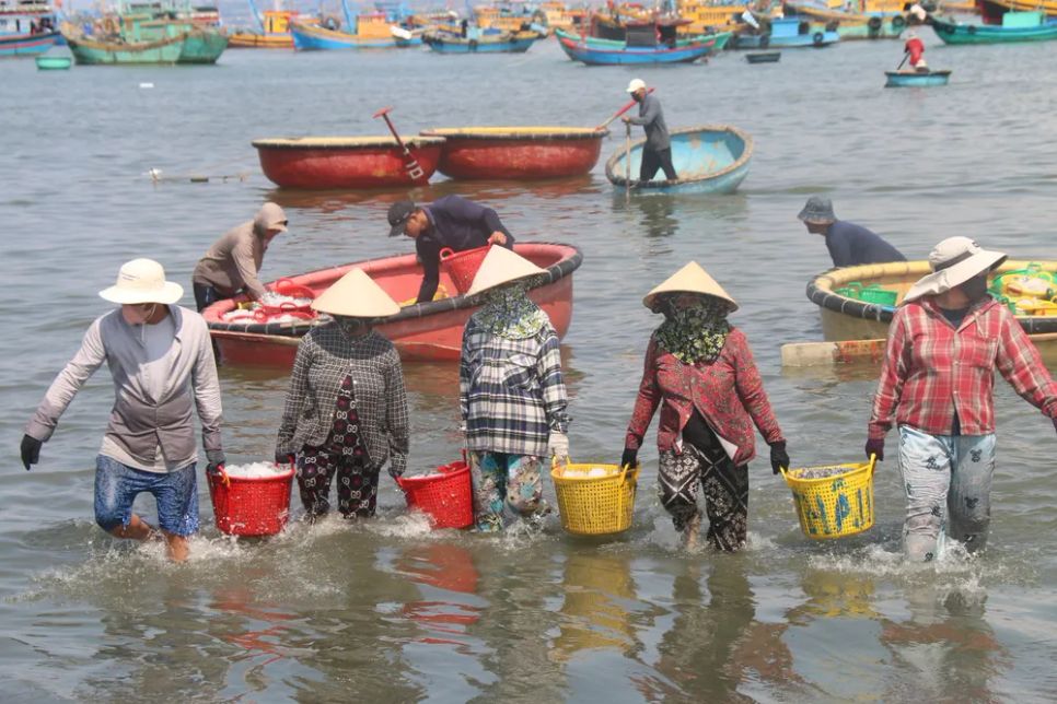 Những người phụ nữ làng chài Mũi Né đưa cá cơm lên bờ giao cho các thương lái. Ảnh: TIẾN THẮNG