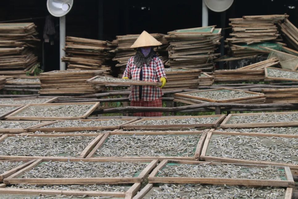 Những người phụ nữ phơi cá cơm giữa trời nắng nóng. Ảnh: TIẾN THẮNG
