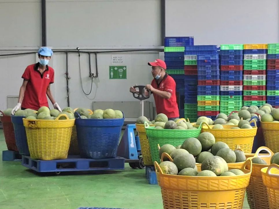 Lô bưởi của Tập đoàn Vina T&T (trụ sở tại TPHCM) chuẩn bị xuất khẩu