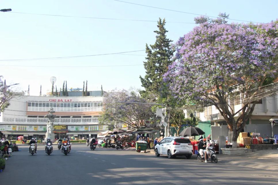 Một cây phượng tím cao lớn sum suê hoa lá trước chợ Đà Lạt
