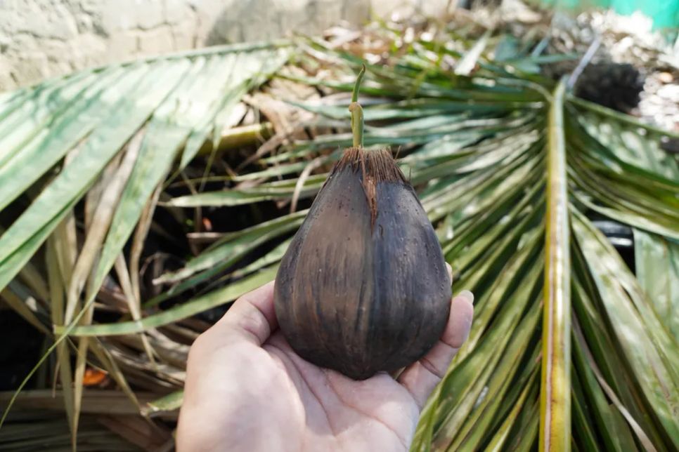 Những mầm non cây dừa nước được ươm tạo chuẩn bị gầy lại rừng mới