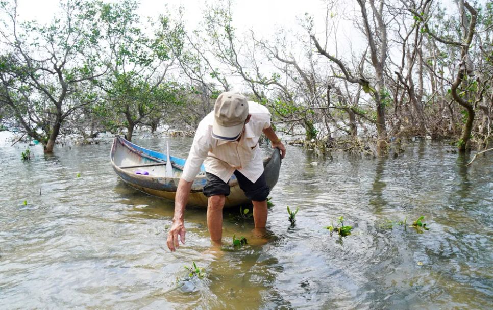 Ông Trần Hữu Khánh (79 tuổi, ở thôn Diêm Vân) đang bảo vệ gần 1ha rừng ngập mặn còn sống sót sau thiên tai