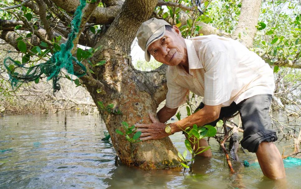 Ông Trần Hữu Khánh bên cây rừng ngập mặn cổ thụ đang phục hồi