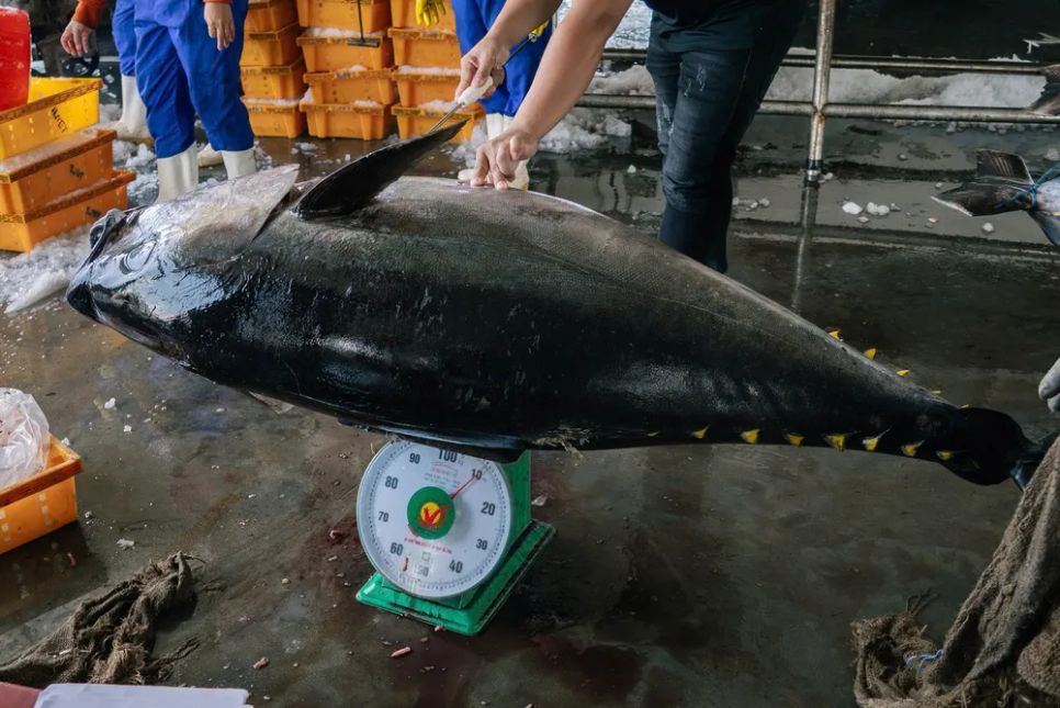 Con cá ngừ nặng 110kg do ngư dân câu được