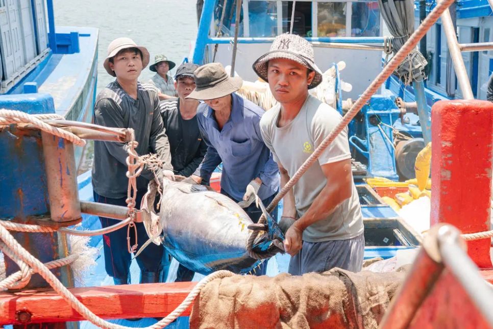 Đưa cá ngừ từ khoang tàu lên bờ