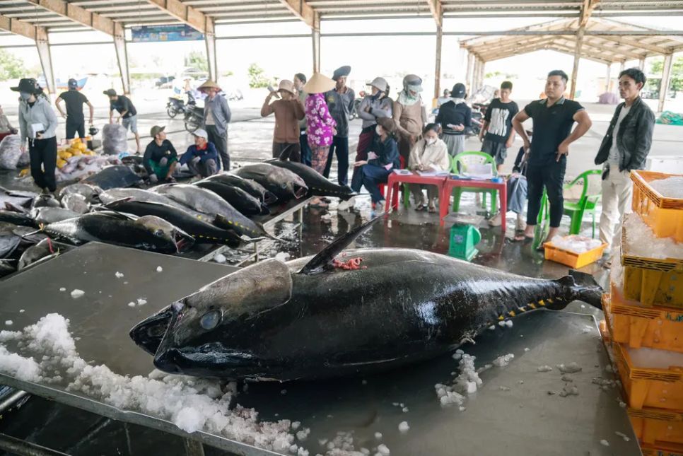 Không khí rộn ràng tại Cảng Tiên Châu