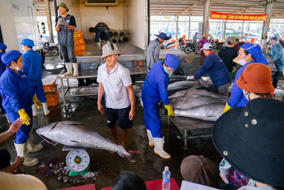 Nhiều con cá ngừ nặng 40-50kg
