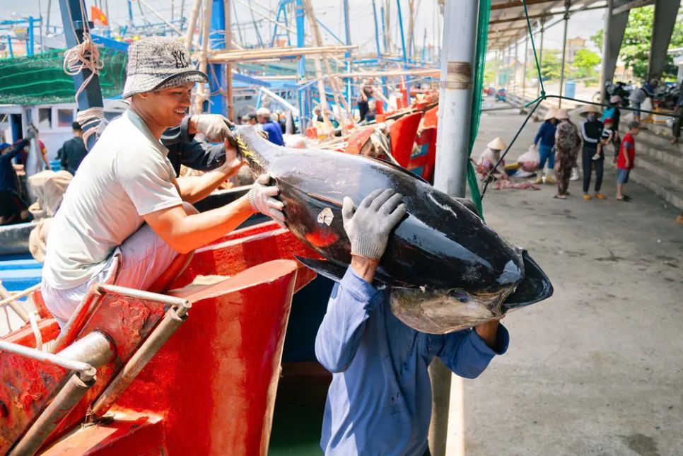 Nhiều tàu cá trúng đậm cá ngừ
