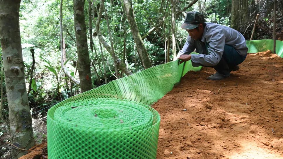 Làm luống trồng sâm