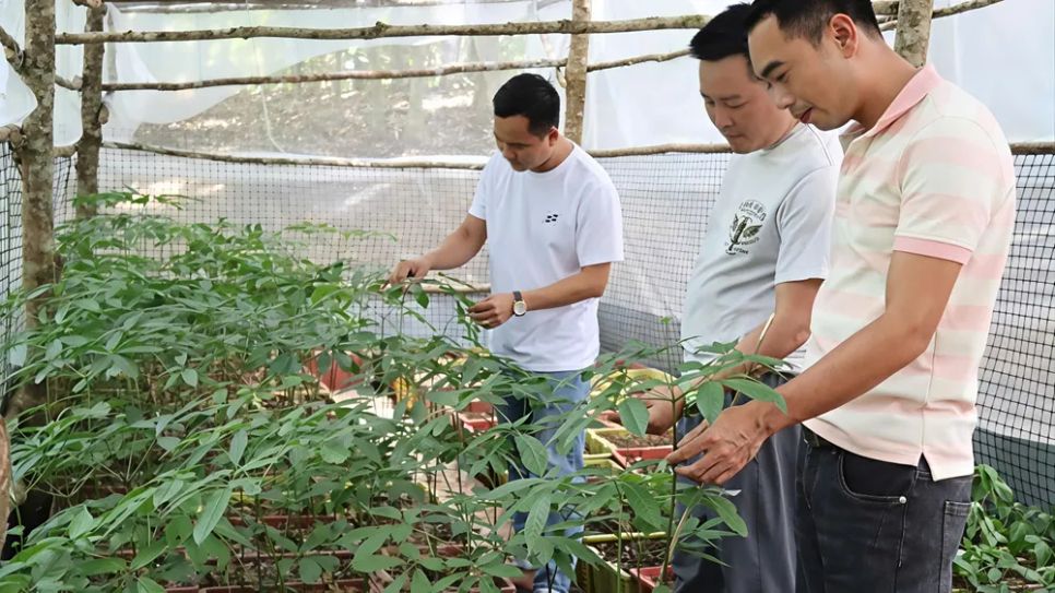 Thời điểm này thời tiết thuận lợi, thích hợp để trồng sâm vụ mới