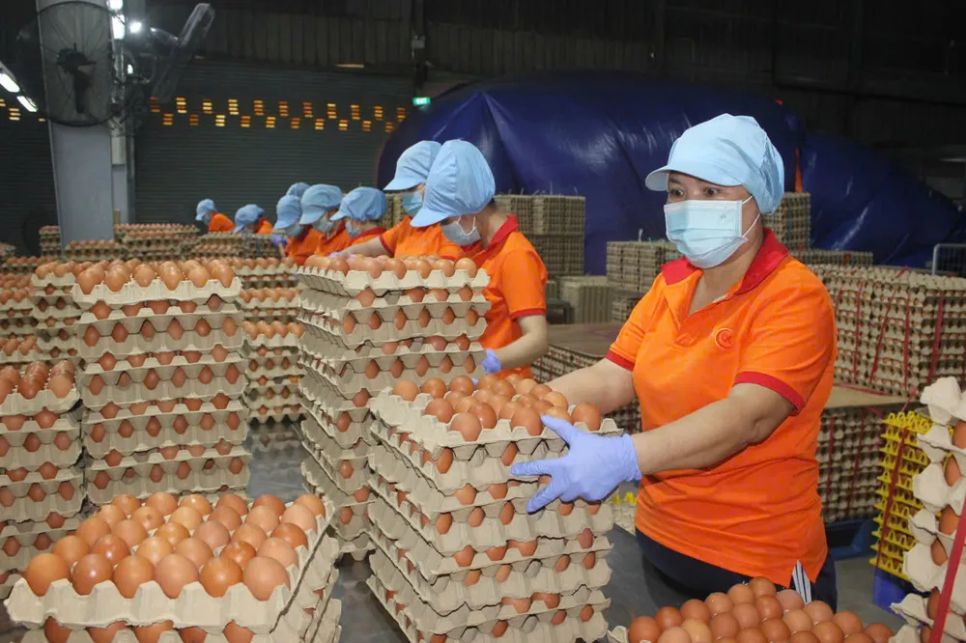 Sản xuất trứng gà tại Công ty TNHH QL Vietnam Agroresources (tỉnh Tây Ninh)