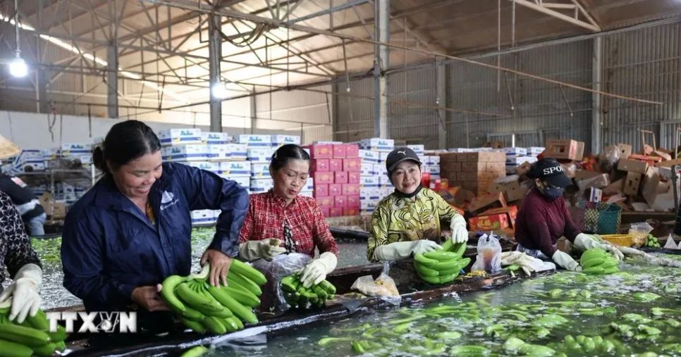Sơ chế chuối xuất khẩu tại xưởng đóng gói của Công ty Cổ phần cao su Thống Nhất, xã Nghĩa Thành. (Ảnh: Hoàng Nhị/TTXVN) Sơ chế chuối xuất khẩu tại xưởng đóng gói của Công ty Cổ phần cao su Thống Nhất, xã Nghĩa Thành. (Ảnh: Hoàng Nhị/TTXVN)