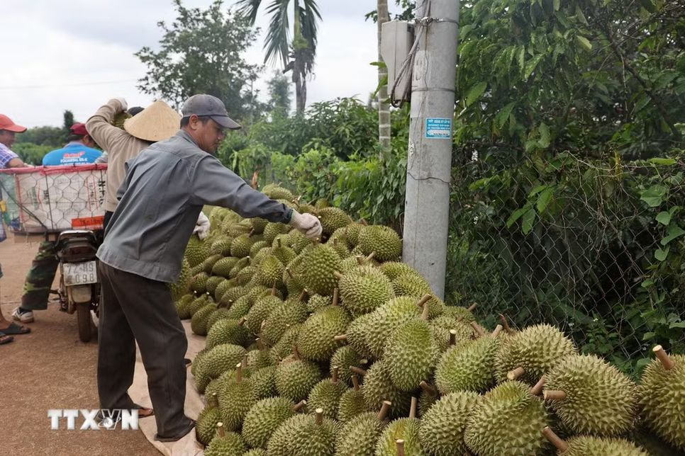 “Tấm vé thông hành” giúp nông sản TPHCM vươn xa “Tấm vé thông hành” giúp nông sản TPHCM vươn xa