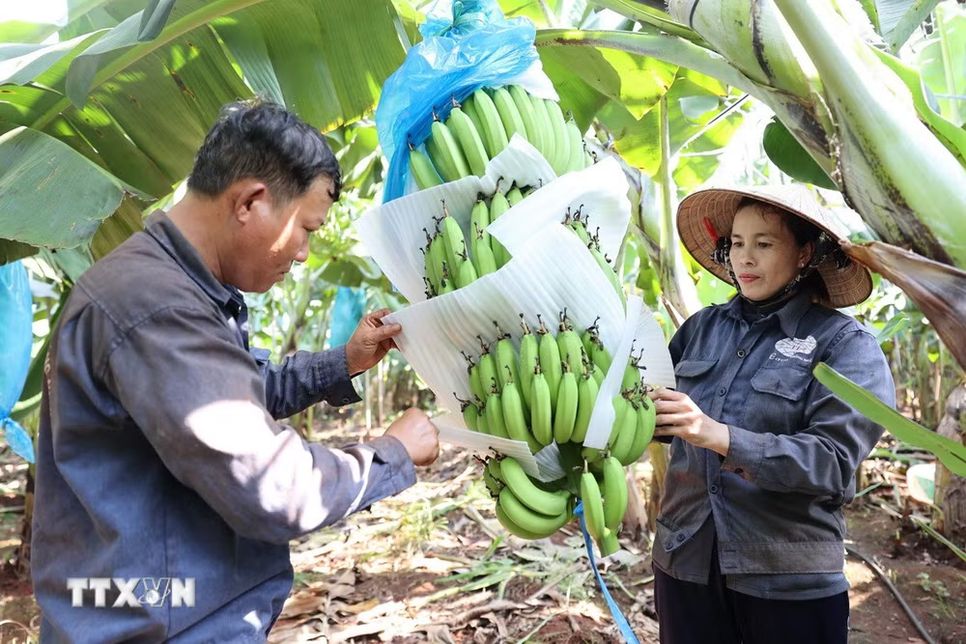 “Tấm vé thông hành” giúp nông sản TPHCM vươn xa “Tấm vé thông hành” giúp nông sản TPHCM vươn xa