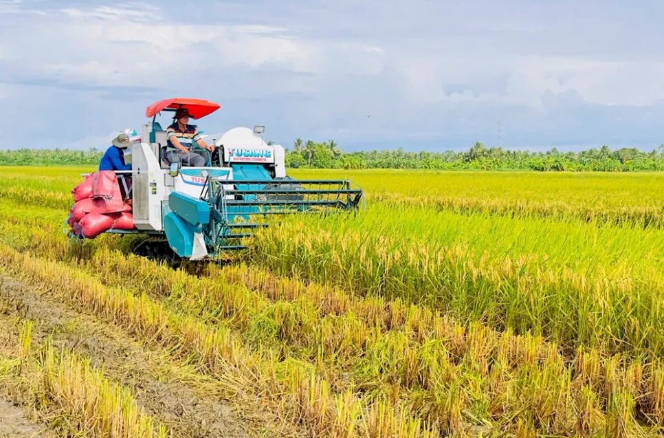 Thu hoạch lúa sản xuất theo Đề án 1 triệu ha lúa chất lượng cao, phát thải thấp tại TP Cần Thơ <br>